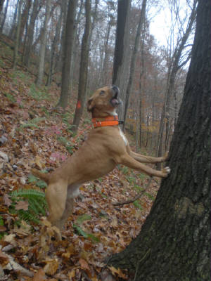 2009squirrel00002.jpg