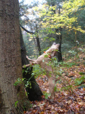 rebilltree00000.jpg